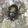 Earth-boring Scarab Beetle