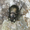 Earth-boring Scarab Beetle