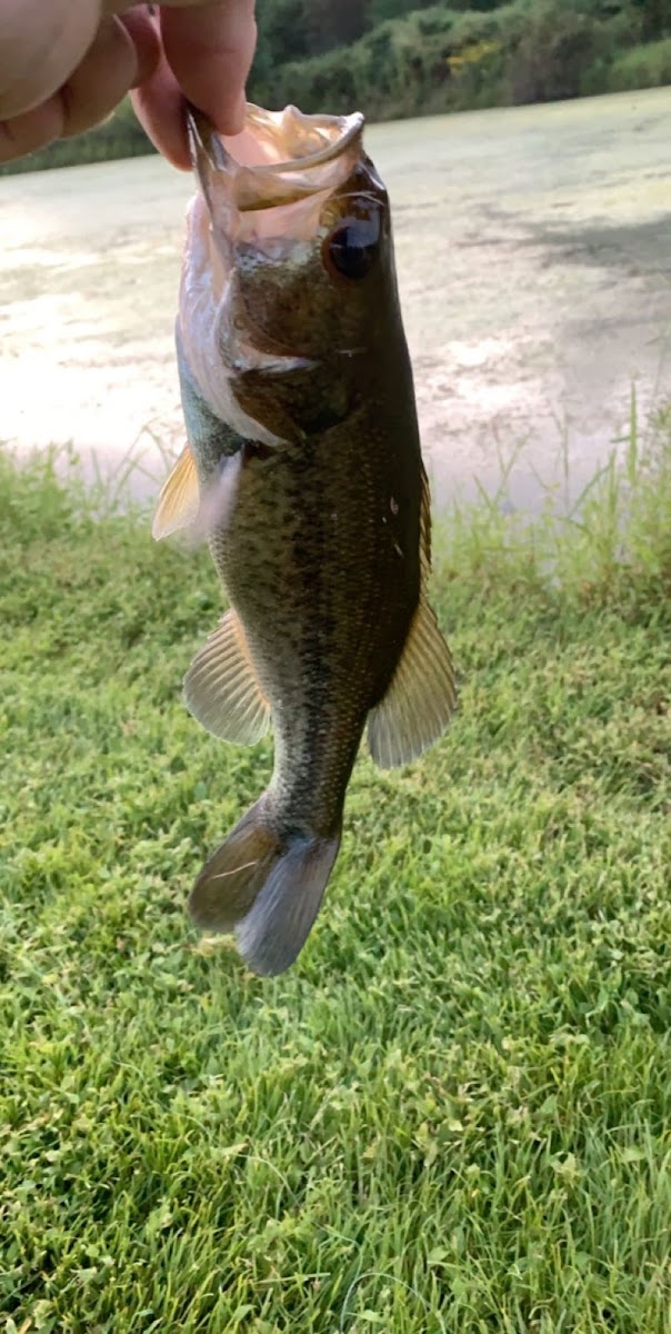 Large mouth bass