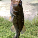 Large mouth bass