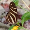 Zebra Longwing