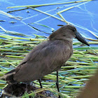 Hamerkop