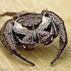 Mangrove Jumping Spider