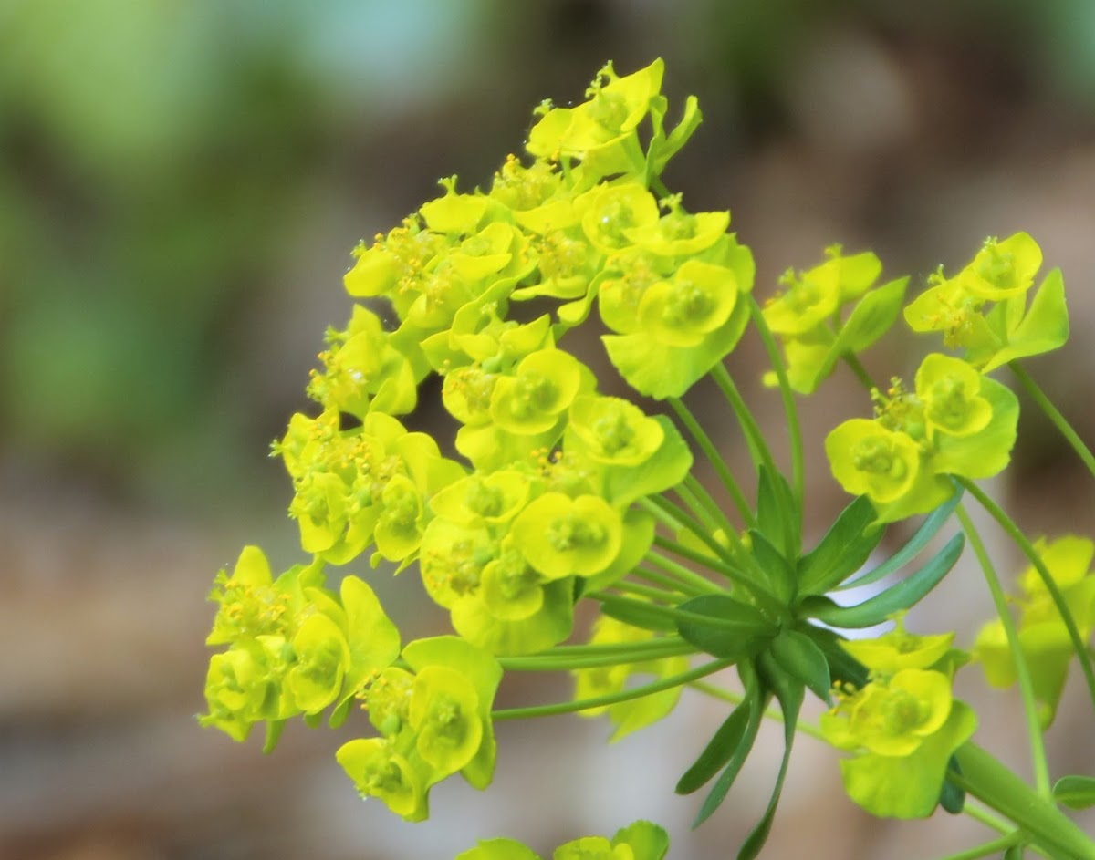 Cypress Spurge