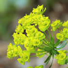 Cypress Spurge