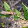 Triangular-marked Banksia Longicorn