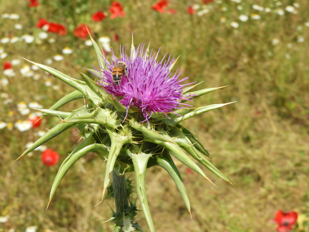 Fiore di cardo. di claudio_sposetti