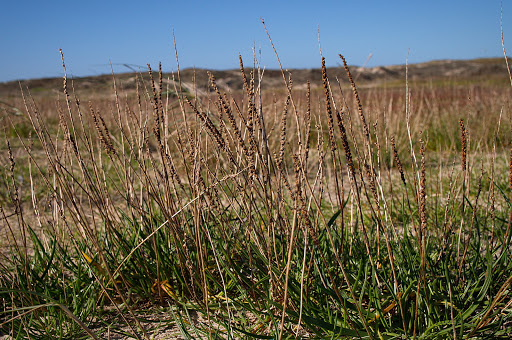 Plantago maritima