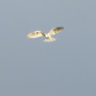 White tailed kite