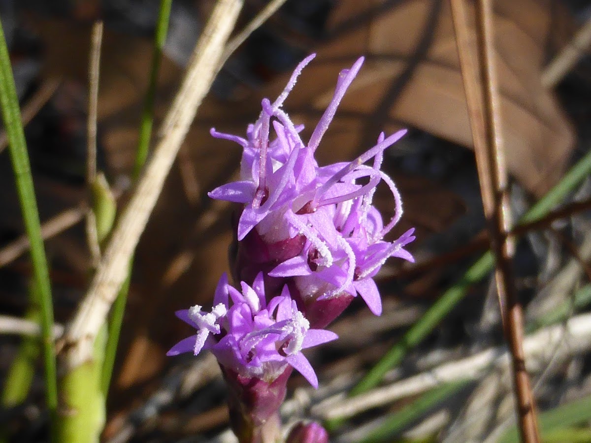 Clusterleaf Blazing Star