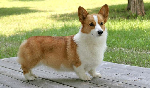 免費下載個人化APP|Pembroke Welsh Corgi Wallpaper app開箱文|APP開箱王