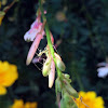 Stilt Bug Nymphs