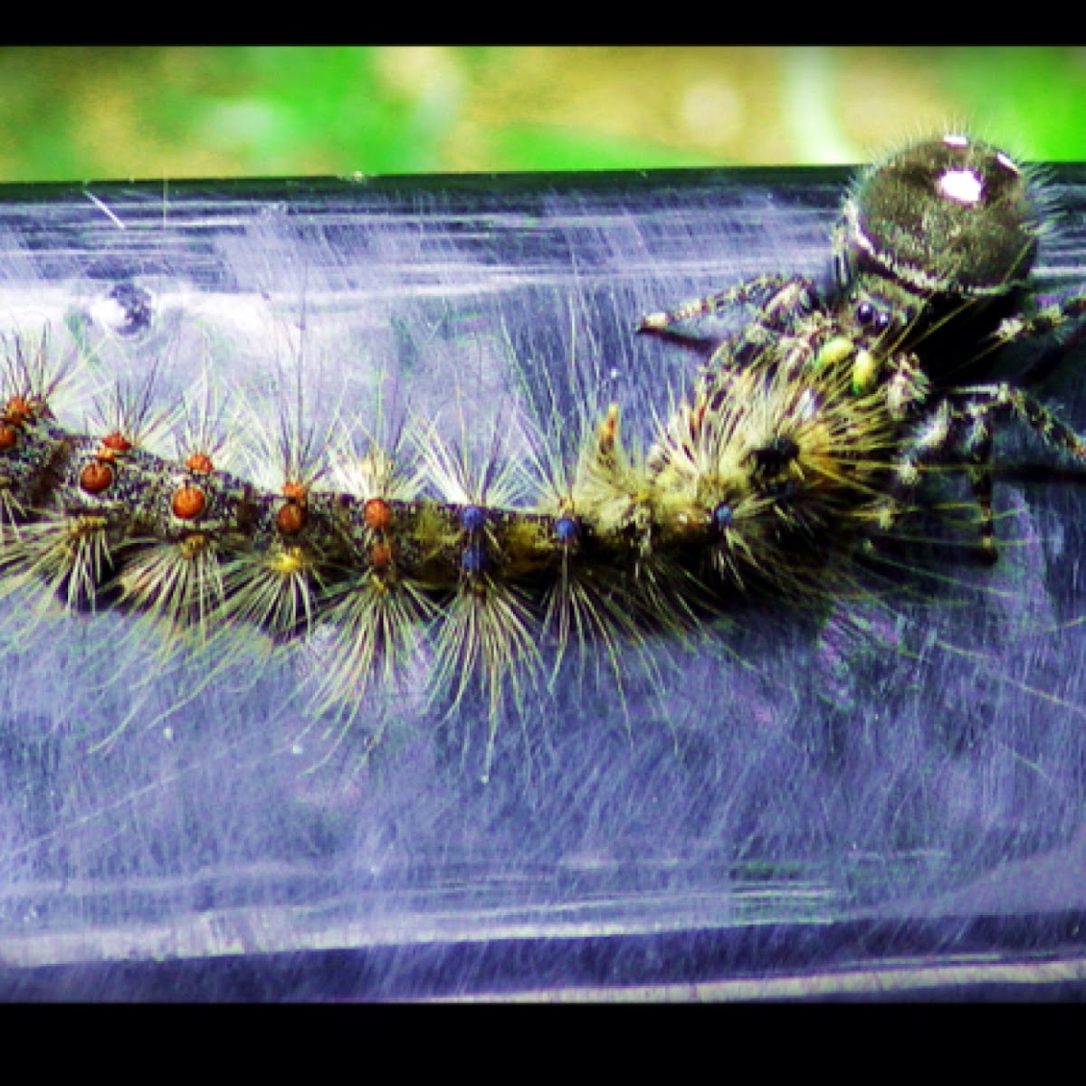 Gypsy Moth & Jumping Spider