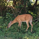 White Tailed Deer