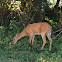 White Tailed Deer