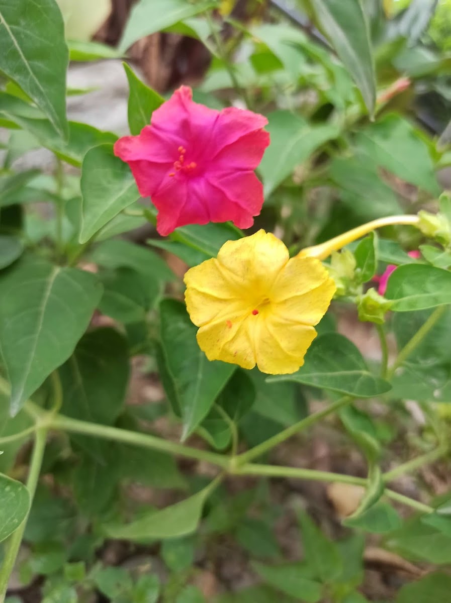 Marvel-of-peru