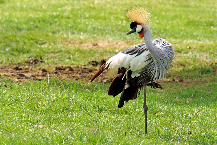 A grey crowned crane in Hamilton, Ontario. 