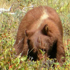 American Black Bear