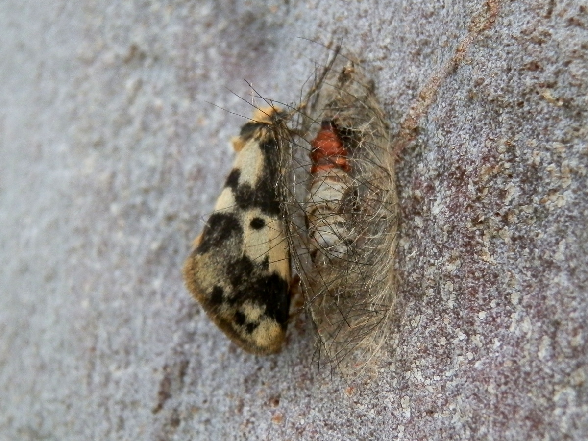 Clouded Footman Moth -male beside cocoon