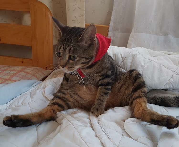 ジャガーの愛猫紹介・座猫に関するカスタム事例の投稿画像1枚目