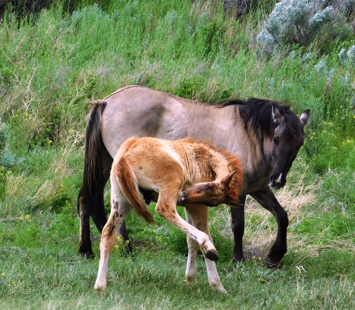 Wild Horses (feral)