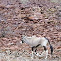 Gemsbok