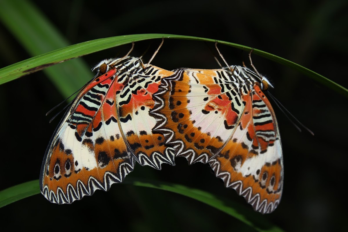 Malay Lacewing