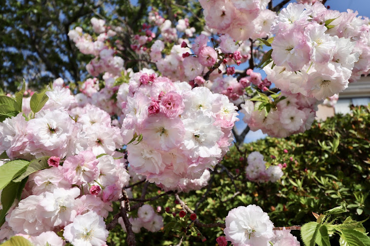 S660の外海・広角レンズ・難しい・桜・つつじに関するカスタム事例の投稿画像7枚目