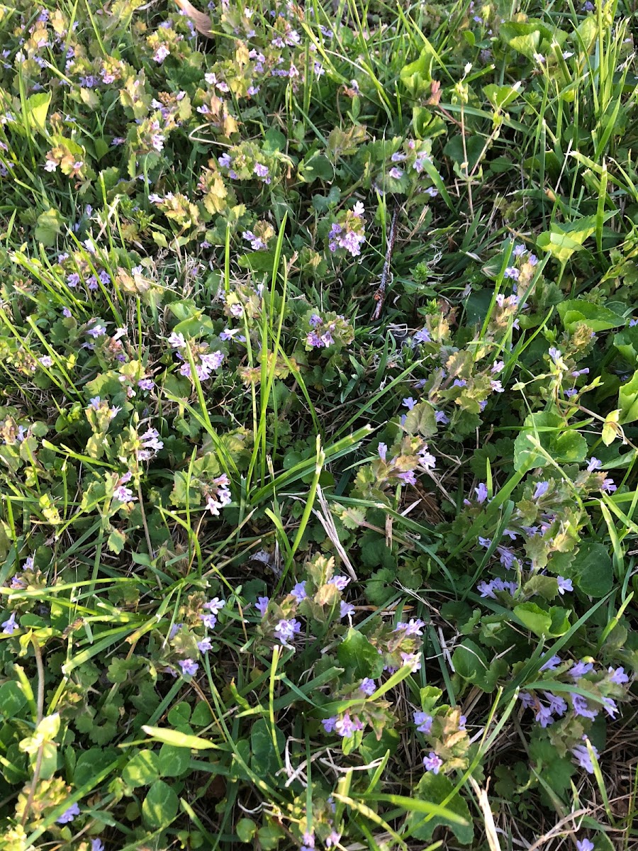 Blue Phlox