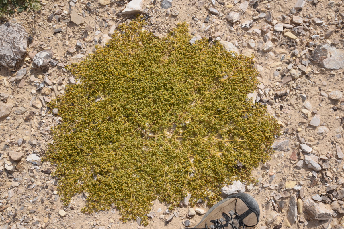 Simple-leaved Bean Caper