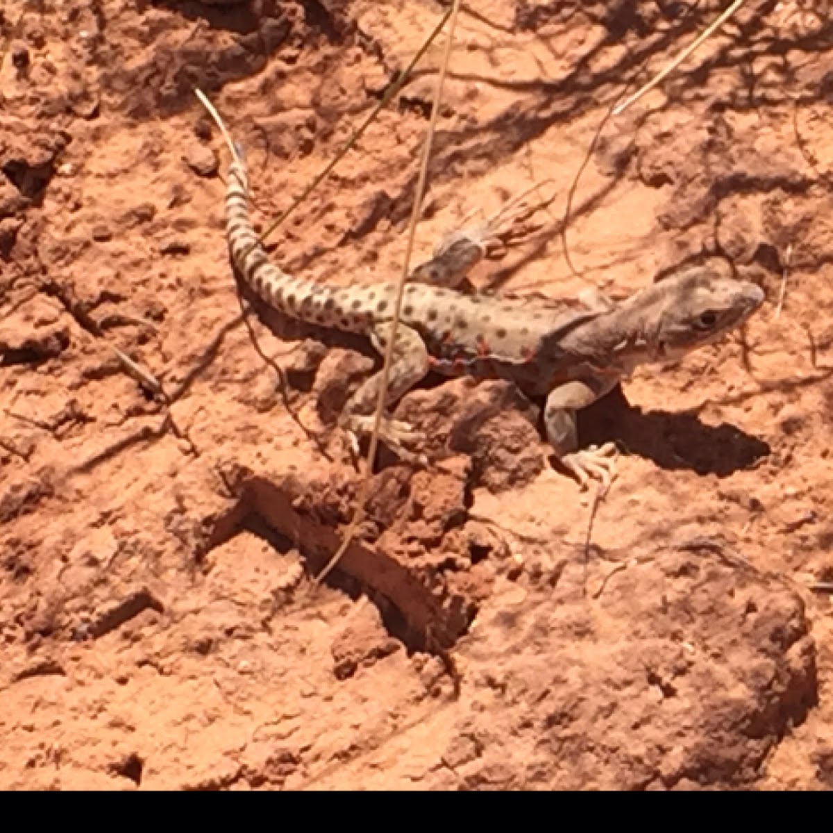 Long nosed Leopard Lizard