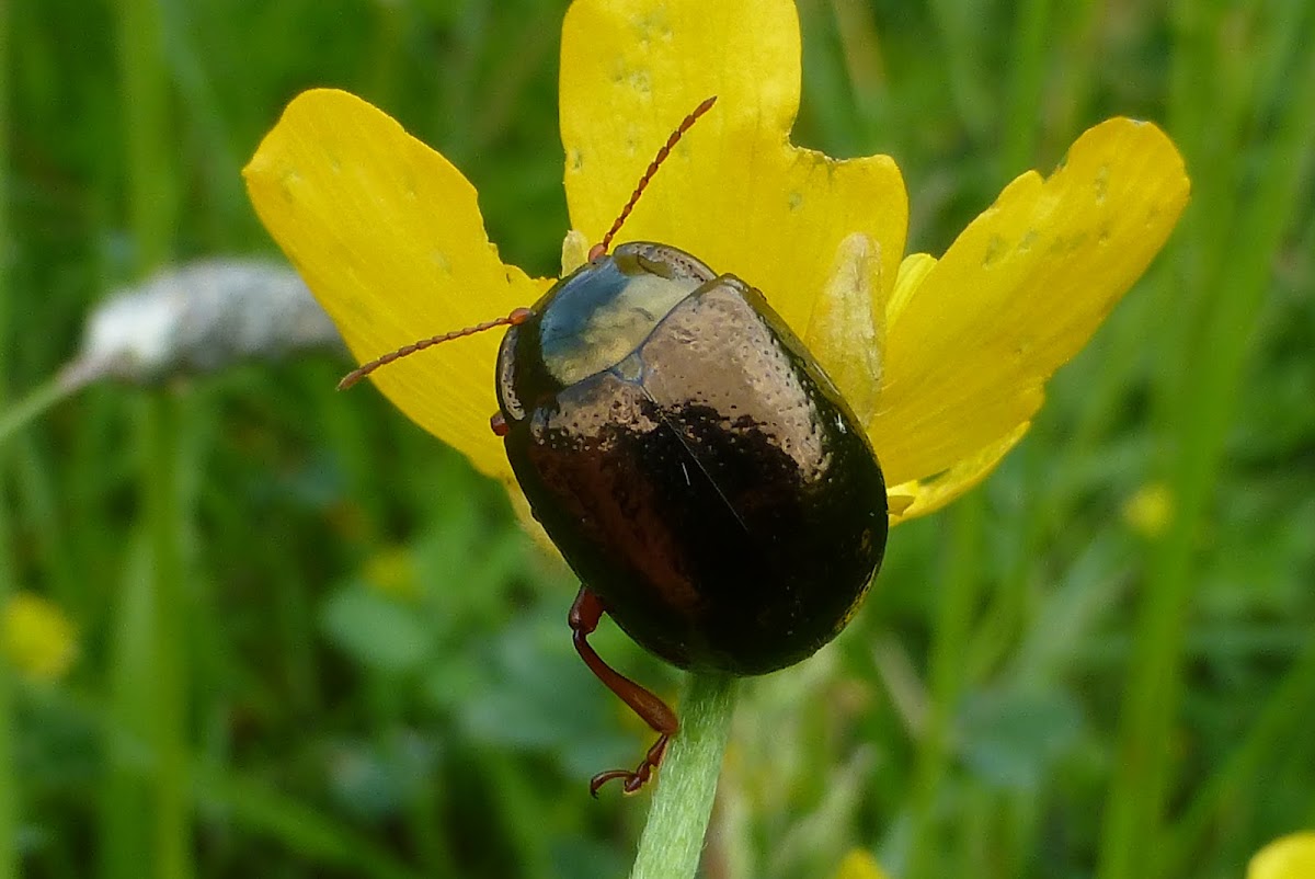 Leaf eating beetle