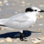 Sandwich Tern