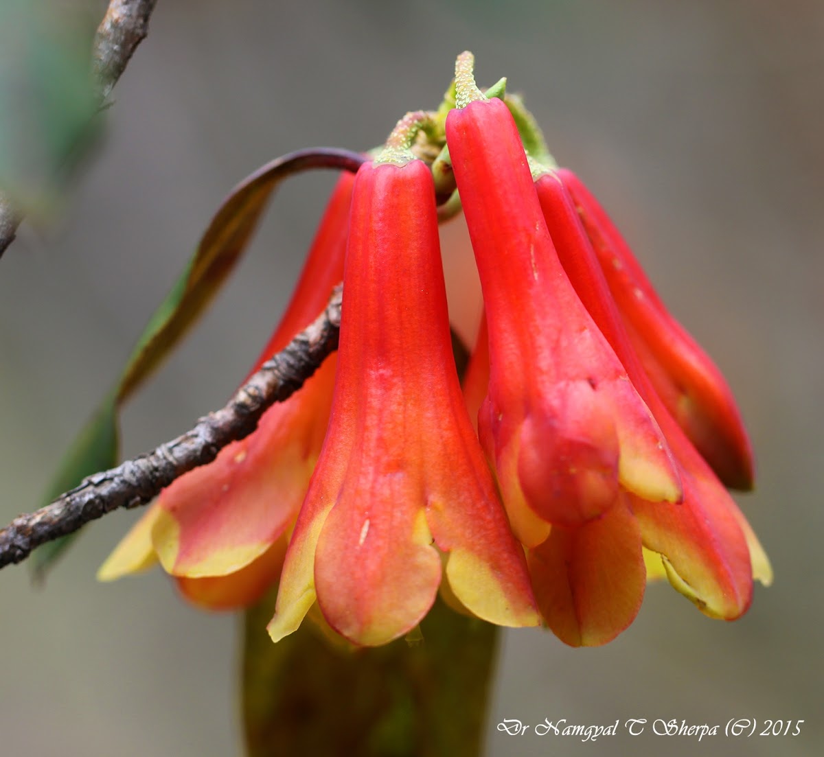 Rhododendron