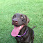 Chocolate Labrador Retriever