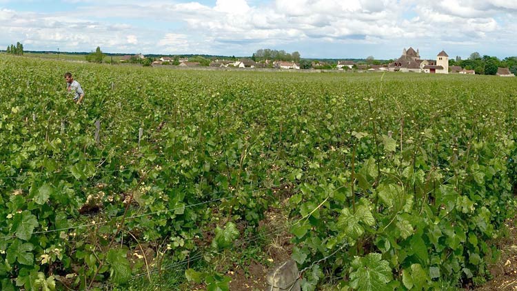 In June 2016, the author took a G Adventures river cruise through Burgundy, France. Here are five reasons she’d do it again.