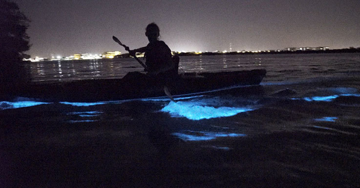 Bioluminescent Kayaking Tour