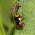 Big-eyed Bug & Prey