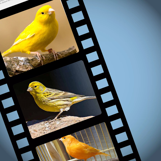 免費下載娛樂APP|Canary Bird's chirp app開箱文|APP開箱王