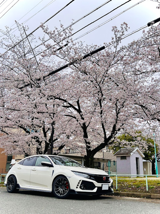 シビックタイプRの目指せPickUpCars・桜とコラボ・サクラと愛車・毎年恒例・洗車できてないに関するカスタム事例の投稿画像1枚目