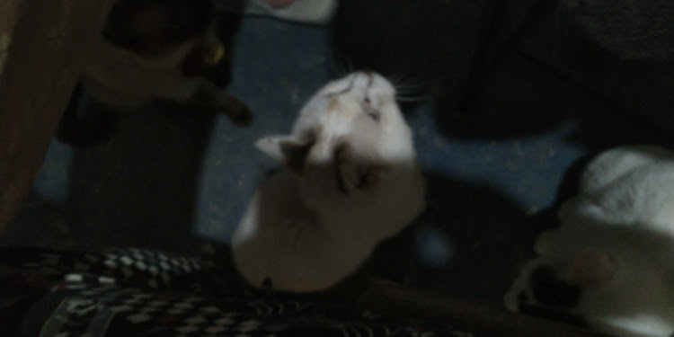 猫又虎次郎さんが投稿したカスタム事例の投稿画像7枚目