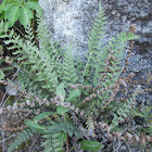 Woolly Lipfern