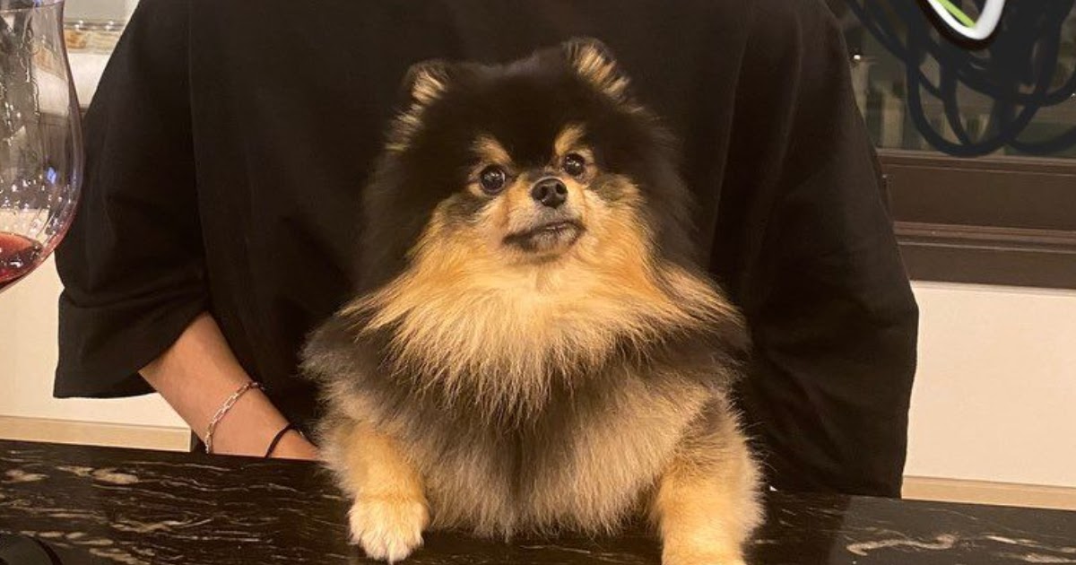 BTS V's Dog Tannie Is The Most Handsome Pupper You've Ever Seen - Koreaboo