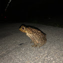 Cane toad