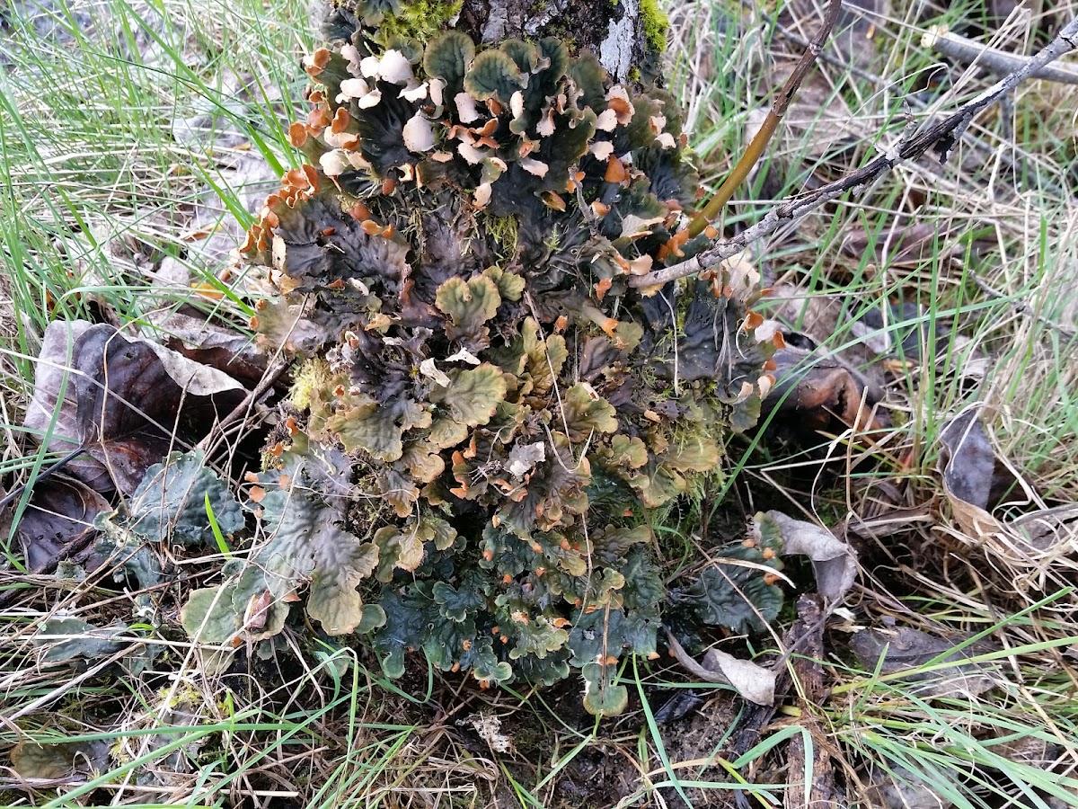 Frog Pelt Lichen