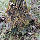 Frog Pelt Lichen