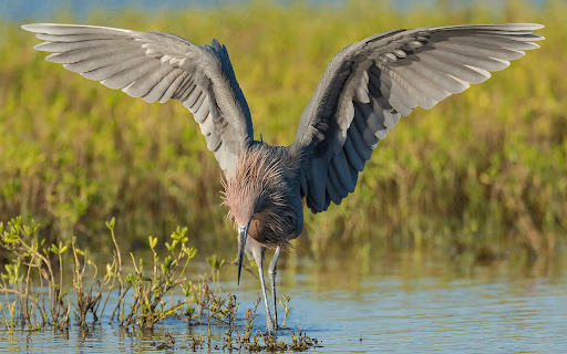 Snowy egret screenshot 1