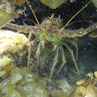 Spiny lobster