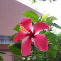 Hibiscus