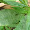 Tea mosquito as a pest on Garden balsam